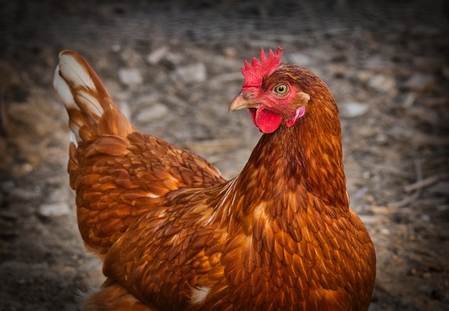 Free-Range Chicken