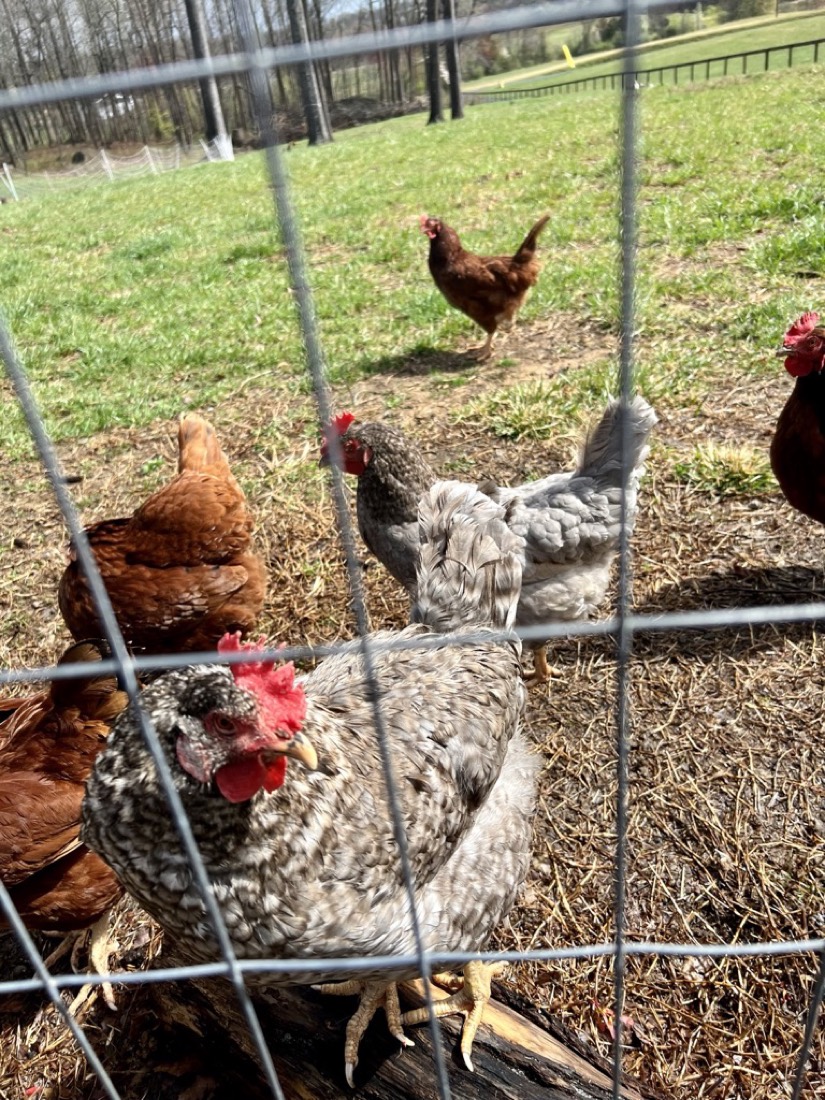Pichola Farms hens on pasture